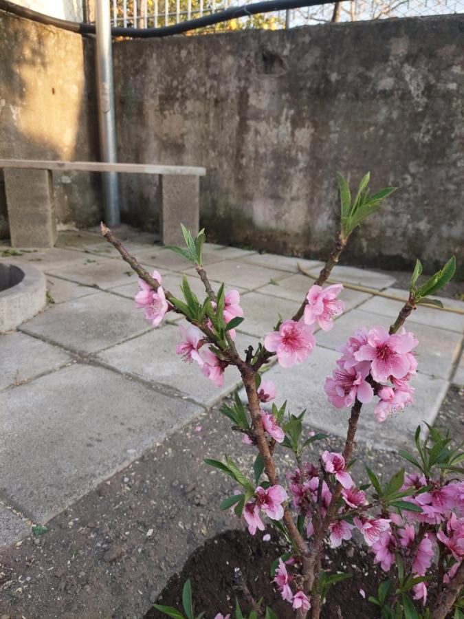 B&B Villa La Ginestra Boscoreale Dış mekan fotoğraf